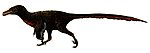 Adasaurus Restoration.jpg