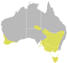 Oxyura australis distribution.svg