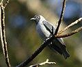 Conioptilon mcilhennyi - Black-faced cotinga.jpg