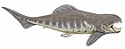 Dunkleosteus intermedius.jpg
