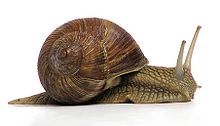 Grapevinesnail 01a.jpg