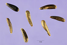 Guizotiaabyssinica.jpg