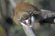 Monkey at the San Diego Zoo.jpg
