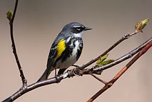 Setophaga coronata MP.jpg