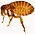 Pulex irritans female ZSM (white background).jpg