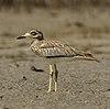 Senegal Thick-knee - Gambia (32528240471), crop.jpg