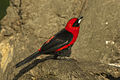 Masked Crimson Tanager - Manu NP - Perù 8953 (22856151717).jpg