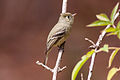 Pine Flycatcher (Empidonax affinis) (8079388221).jpg