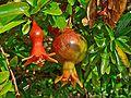 Punica granatum 004.JPG