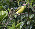 Sphecotheres vieilloti -Bellenden Ker Range, Queensland, Australia -pair-8.jpg