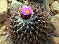 Thelocactus conothelos 01.jpg