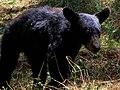Ursus americanus eremicus.jpg