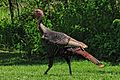 Wild turkey Point Pelee NP 2014.jpg
