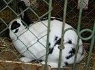 Czech spotted rabbit 2.jpg