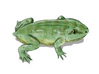 Triadobatrachus BW.jpg