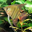 Pterophyllum leopoldi.jpg