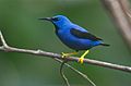 Cyanerpes lucidus, Nusagandi, Panama.jpg