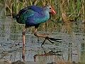 Purple Swamphen (Porphyrio poliocephalus) near Hodal W IMG 6559.jpg