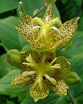 Tricyrtis latifolia.jpg