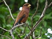 Broad-billed Roller, Ankarafantsika, Madagascar.jpg