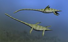 Drawing of two greenish elasmosaurs underwater with a blue background.