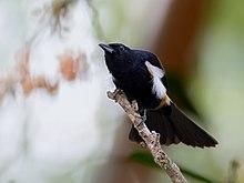 Tachyphonus surinamus - Fulvous-crested Tanager (male) ; Ramal do Pau Rosa, Manaus, Amazonas, Brazil.jpg