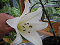 Lilium longiflorum var alexandrae.jpg