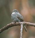 White-throated Pewee (Contopus albogularis) (cropped).jpg