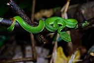 Trimeresurus cardamomensis in Khao Wong National Park.jpg