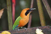 Baryphthengus martii -Panama-8.jpg