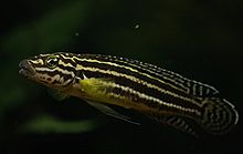 Julidochromis regani.jpg
