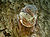 Mauritian Tomb Bat.jpg