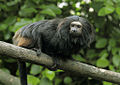 Black Lion Tamarin 3.jpg