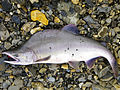 Pink Salmon (3)editresize (16273595915).jpg