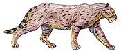 Dinofelis15DB.jpg