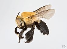 Centris nitida f.jpg