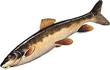 Longnose sucker.jpg