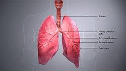 3D Medical Animation Bronchus Description.jpg