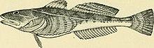 Image from page 383 of "Bulletin of the United States Fish Commission" (1906) (20488778482).jpg