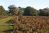 Puttenham Common