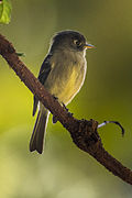 Black-capped Flycatcher - Central Highlands - Costa Rica MG 7063 (26603418092).jpg
