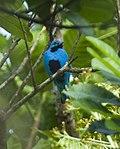 Blue Cotinga - Panama MG 2171 (16835518485).jpg