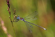 Emerald damselfly (Lestes sponsa) male 3.jpg