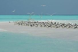 Tubbataha Reefs Natural Park-112049.jpg
