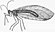 Osmylus (white background).jpg