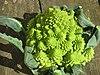 Romanesco in Europe.jpg