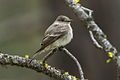 Hammond's Flycatcher - Sisters - Oregon S4E1410 (19236697615).jpg