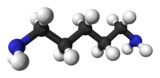 Ball and stick model of cadaverine