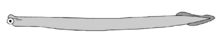 ConodontZICA.png