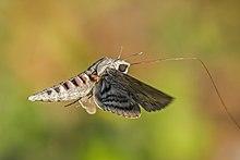 Convolvulus hawk-moth (Agrius convolvuli).jpg